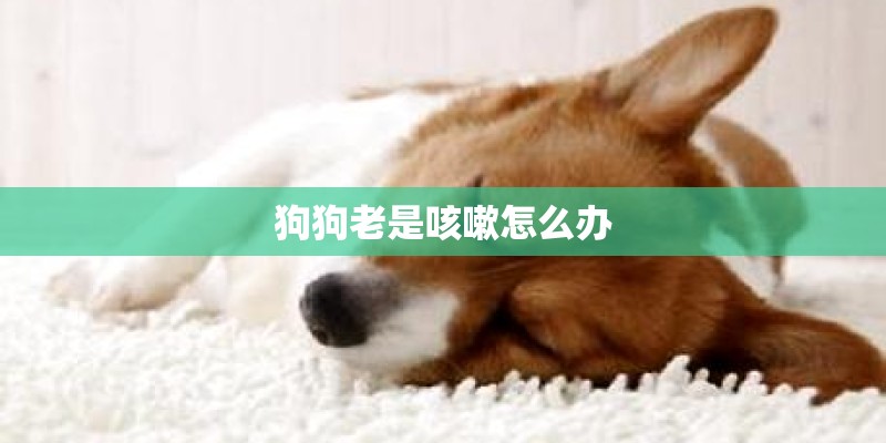 狗狗吃的鸡肉干怎么做