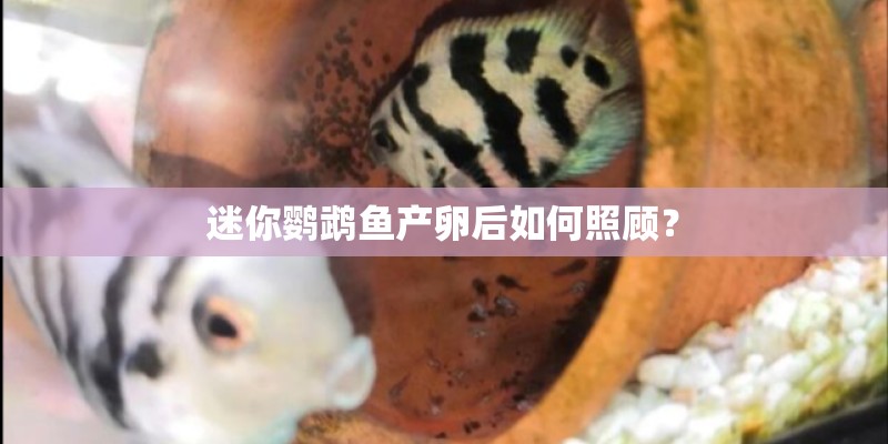 迷你鹦鹉鱼产卵后如何照顾? 迷你鹦鹉鱼产卵后如何照顾?