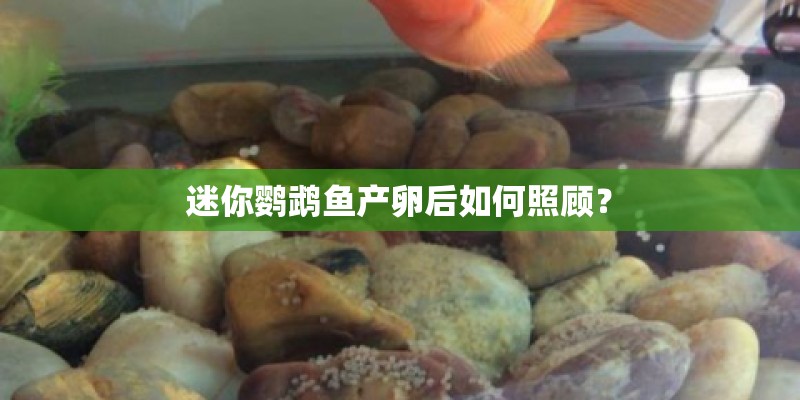 迷你鹦鹉鱼产卵后如何照顾? 迷你鹦鹉鱼产卵后如何照顾?