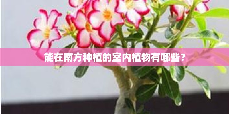 能在南方种植的室内植物有哪些? 能在南方种植的室内植物有哪些?
