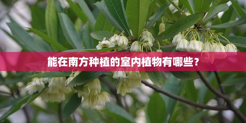 能在南方种植的室内植物有哪些? 能在南方种植的室内植物有哪些?