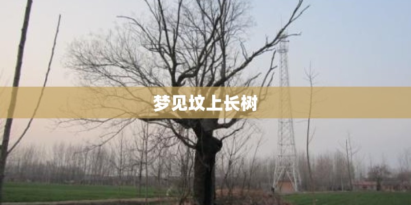 梦见坟上长树 梦见坟上长树