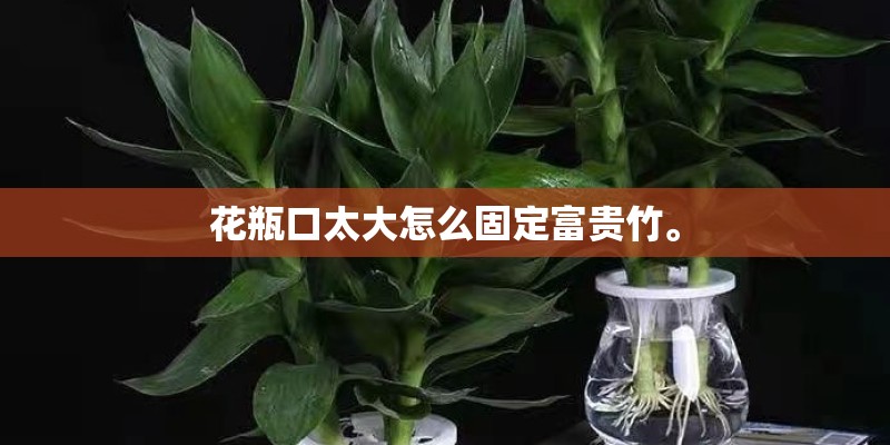 花瓶口太大怎么固定富贵竹。 花瓶口太大怎么固定富贵竹。