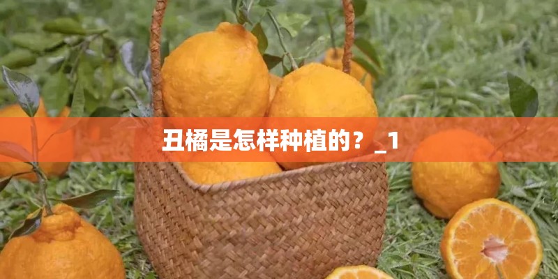 丑橘是怎样种植的？_1