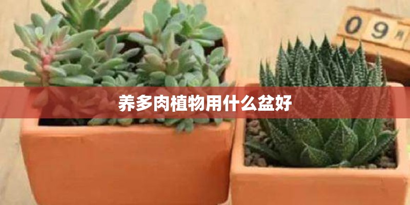 养多肉植物用什么盆好 养多肉植物用什么盆好