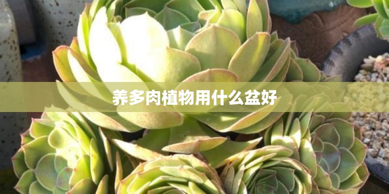 养多肉植物用什么盆好 养多肉植物用什么盆好