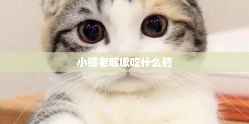 小猫老咳嗽吃什么药