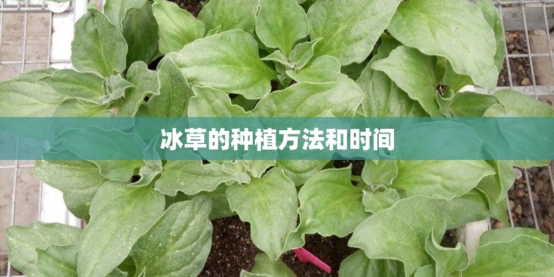 冰草的种植方法和时间 冰草的种植方法和时间
