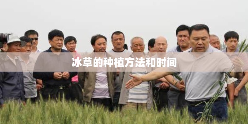 冰草的种植方法和时间 冰草的种植方法和时间