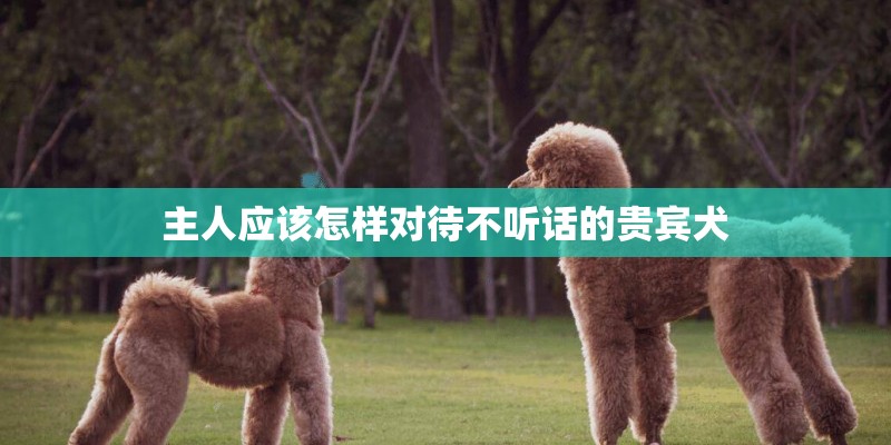 主人应该怎样对待不听话的贵宾犬 主人应该怎样对待不听话的贵宾犬