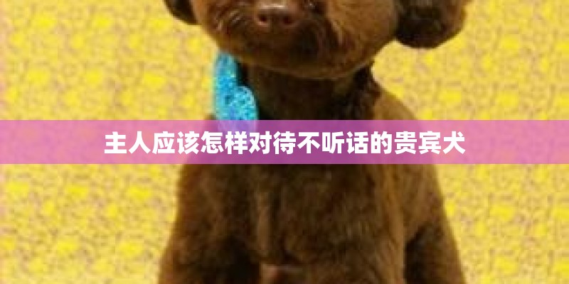 主人应该怎样对待不听话的贵宾犬 主人应该怎样对待不听话的贵宾犬