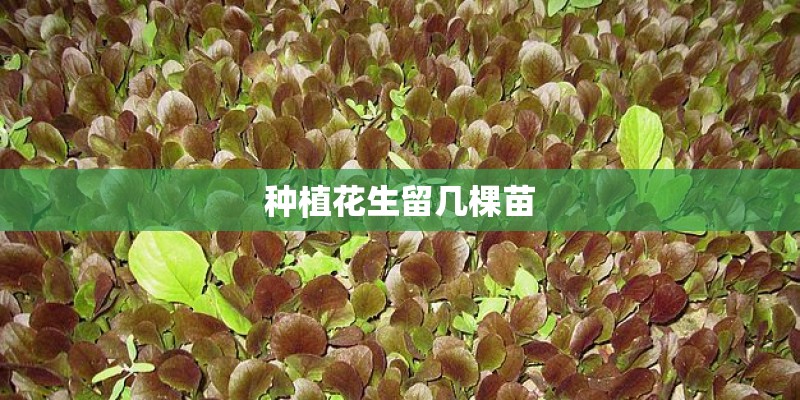 种植花生留几棵苗 种植花生留几棵苗