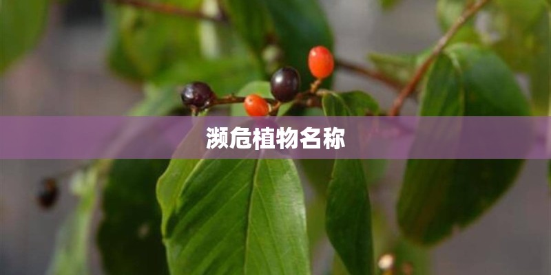 濒危植物名称 濒危植物名称
