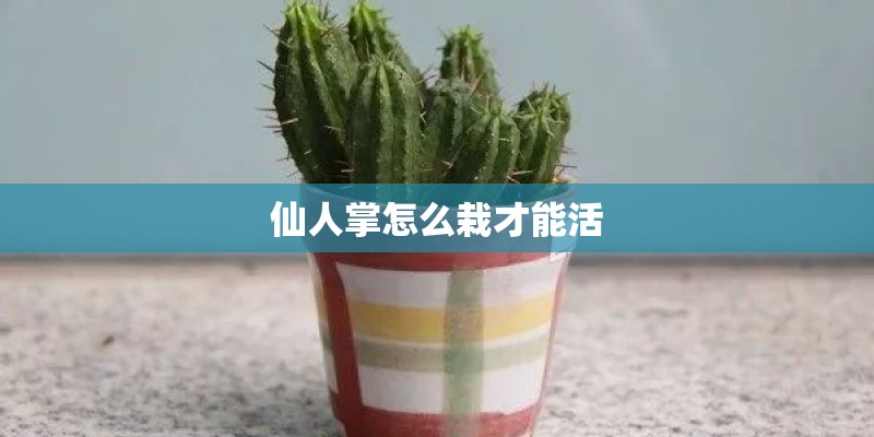 仙人掌怎么栽才能活 仙人掌怎么栽才能活