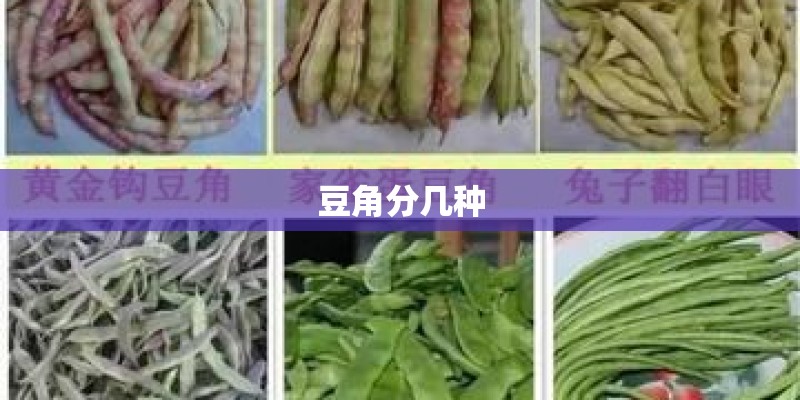 豆角分几种