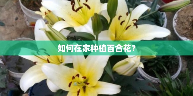 如何在家种植百合花? 如何在家种植百合花?