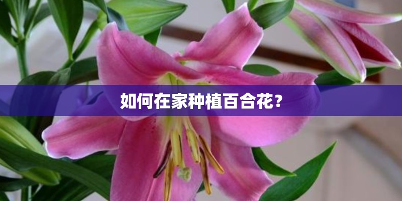 如何在家种植百合花? 如何在家种植百合花?