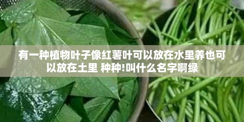 有一种植物叶子像红薯叶可以放在水里养也可以放在土里 种种!叫什么名字啊绿