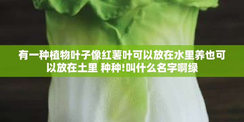 有一种植物叶子像红薯叶可以放在水里养也可以放在土里 种种!叫什么名字啊绿