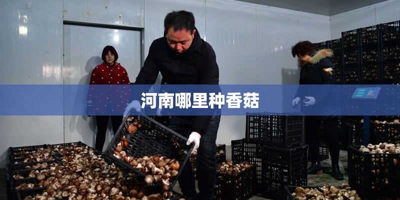 河南哪里种香菇 河南哪里种香菇