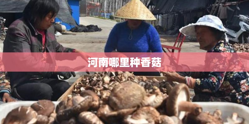 河南哪里种香菇 河南哪里种香菇