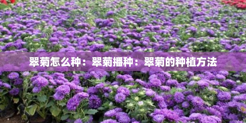 翠菊怎么种:翠菊播种:翠菊的种植方法 翠菊怎么种:翠菊播种:翠菊的种植方法