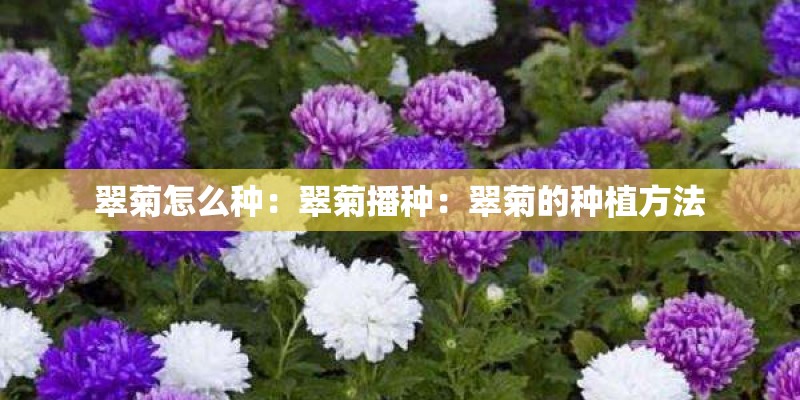 翠菊怎么种:翠菊播种:翠菊的种植方法 翠菊怎么种:翠菊播种:翠菊的种植方法