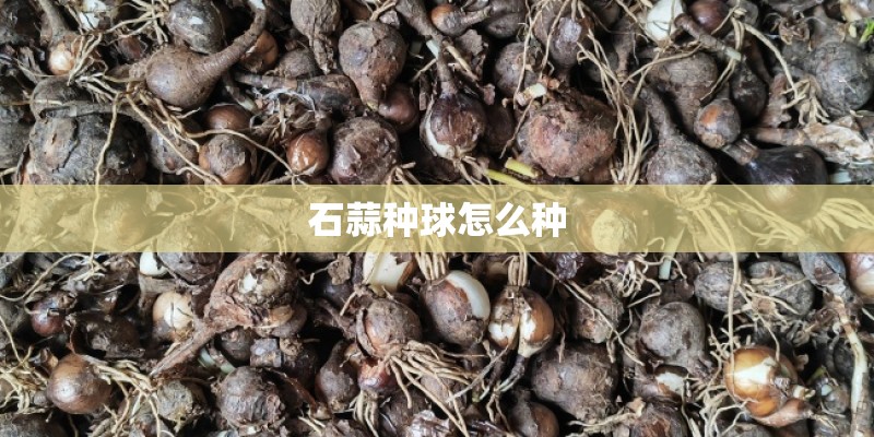 石蒜种球怎么种 石蒜种球怎么种