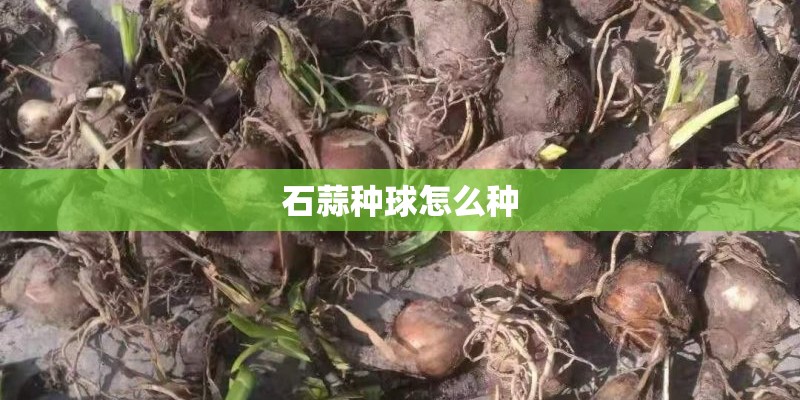 石蒜种球怎么种 石蒜种球怎么种