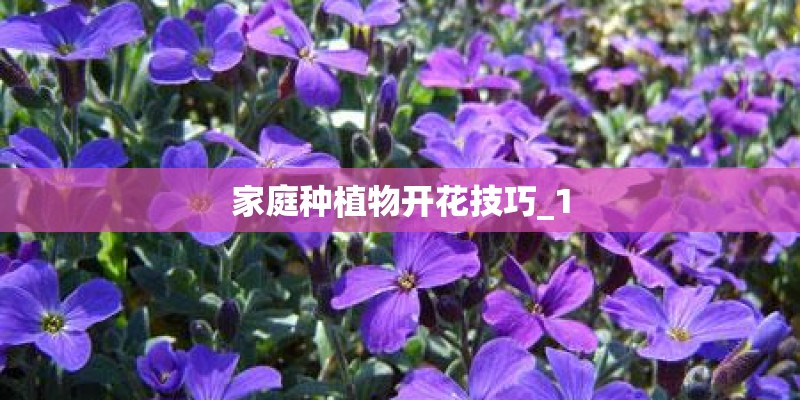 家庭种植物开花技巧_1 家庭种植物开花技巧_1