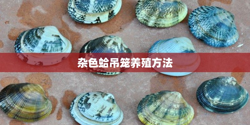 杂色蛤吊笼养殖方法 杂色蛤吊笼养殖方法