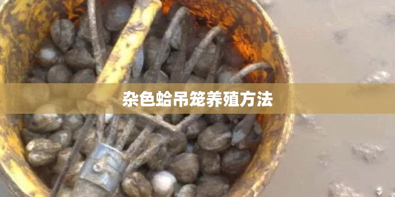 杂色蛤吊笼养殖方法 杂色蛤吊笼养殖方法