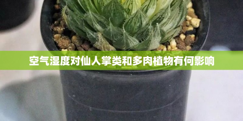 空气湿度对仙人掌类和多肉植物有何影响 空气湿度对仙人掌类和多肉植物有何影响