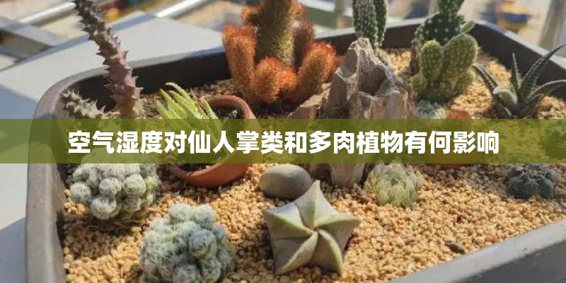 空气湿度对仙人掌类和多肉植物有何影响 空气湿度对仙人掌类和多肉植物有何影响