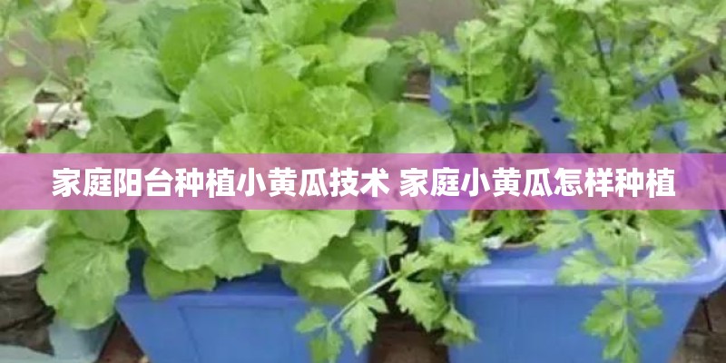 家庭阳台种植小黄瓜技术 家庭小黄瓜怎样种植 家庭阳台种植小黄瓜技术 家庭小黄瓜怎样种植