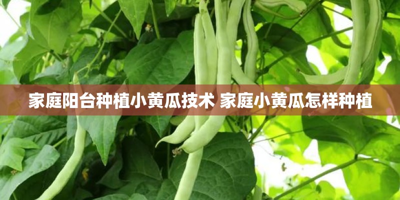 家庭阳台种植小黄瓜技术 家庭小黄瓜怎样种植 家庭阳台种植小黄瓜技术 家庭小黄瓜怎样种植
