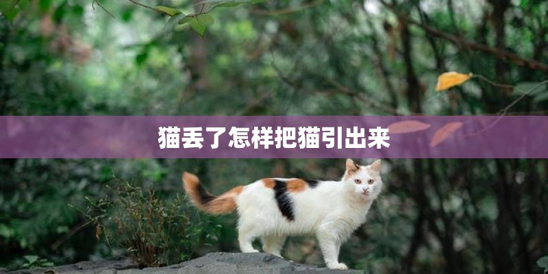 猫丢了怎样把猫引出来