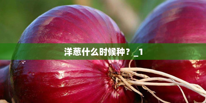 洋葱什么时候种?_1 洋葱什么时候种?_1