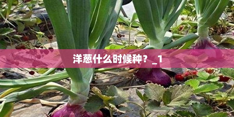 洋葱什么时候种?_1 洋葱什么时候种?_1