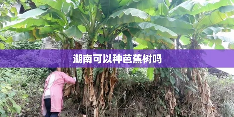 湖南可以种芭蕉树吗