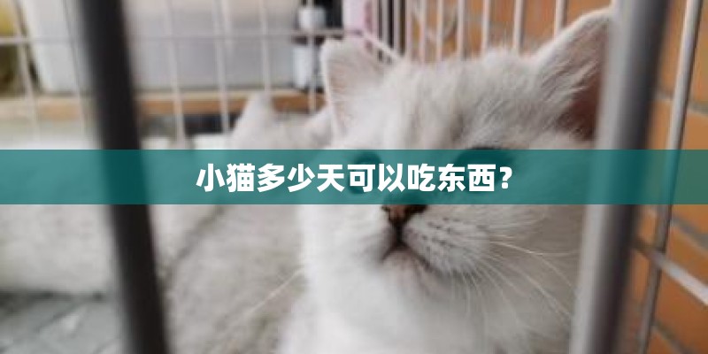 小猫多少天可以吃东西？