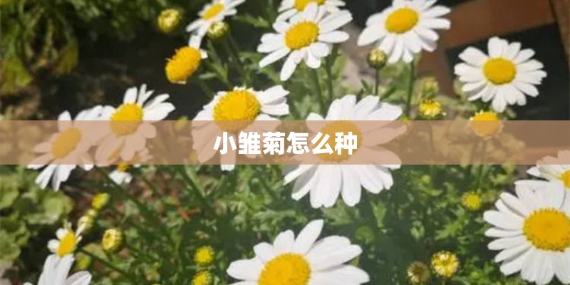 小雏菊怎么种