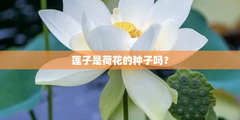 莲子是荷花的种子吗? 莲子是荷花的种子吗?
