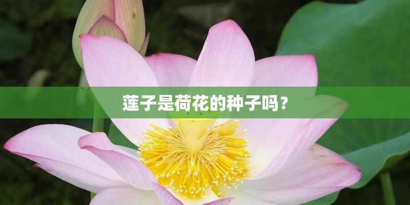 莲子是荷花的种子吗? 莲子是荷花的种子吗?