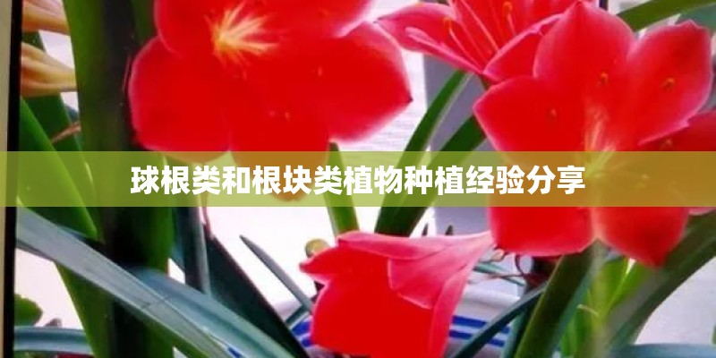 球根类和根块类植物种植经验分享 球根类和根块类植物种植经验分享