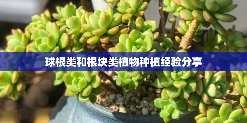 球根类和根块类植物种植经验分享 球根类和根块类植物种植经验分享