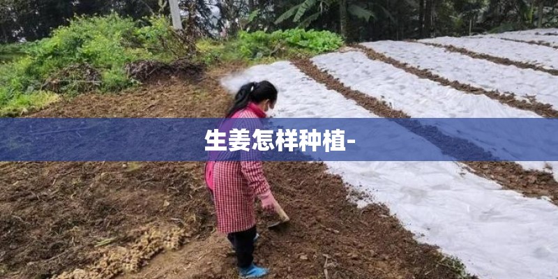 生姜怎样种植- 生姜怎样种植-
