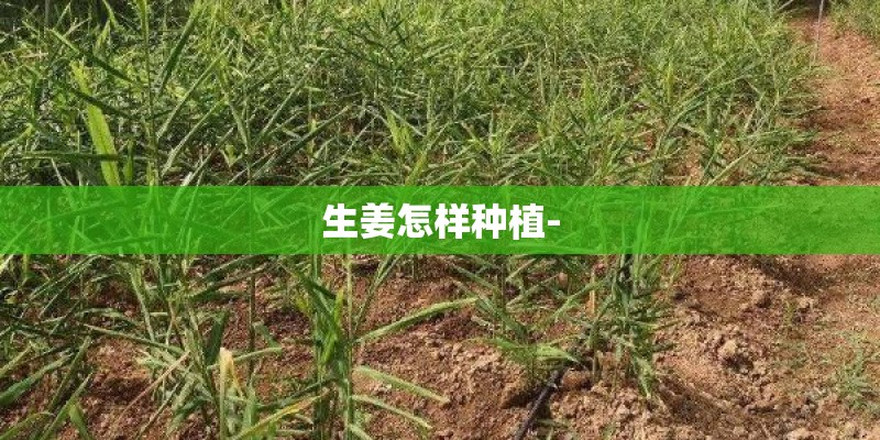 生姜怎样种植- 生姜怎样种植-