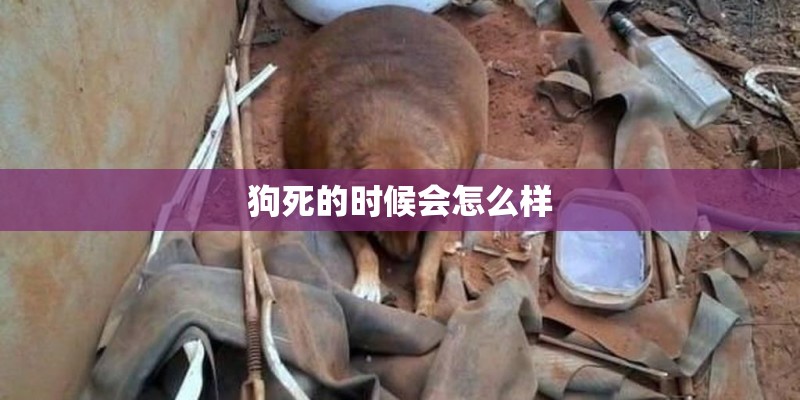 狗死的时候会怎么样 狗死的时候会怎么样