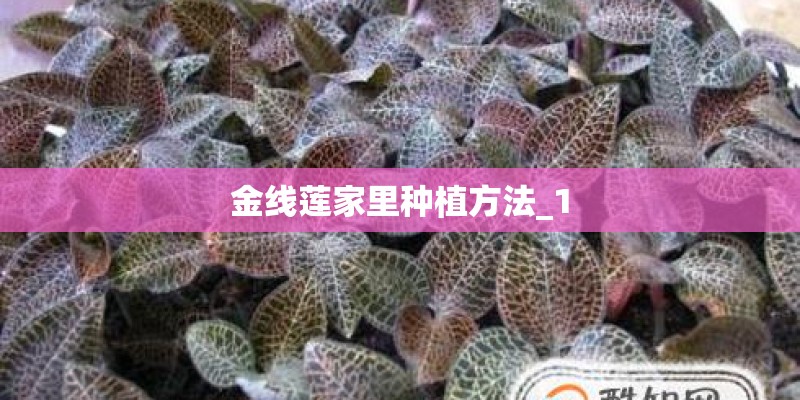 金线莲家里种植方法_1